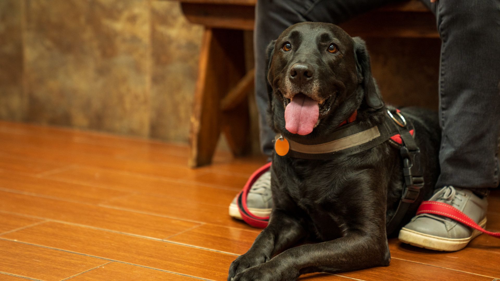 Happy black Labrador at Bellevue Animal Clinic